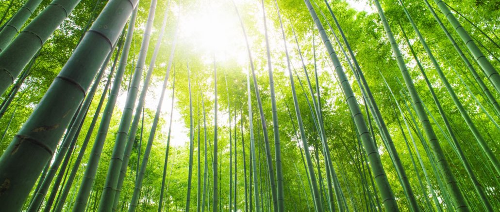 bamboo-grove