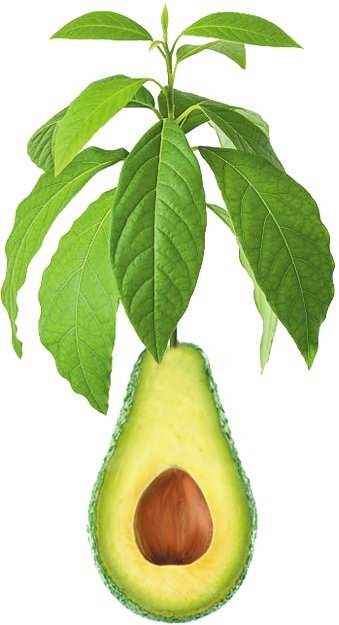 Avocado Tea Co