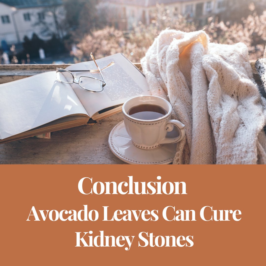 Are Avocado Leaves the New Cure for Kidney Stones?