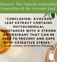 2 pack Avocado Natural Leaf - Avocado Tea Co.