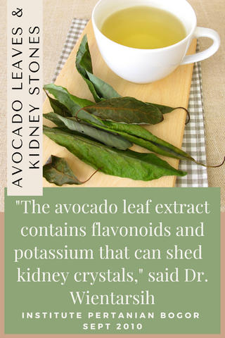 Are Avocado Leaves the New Cure for Kidney Stones?