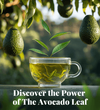 8 Pack Lemon Blend - Wellness Box Refill - Avocado Tea Co.