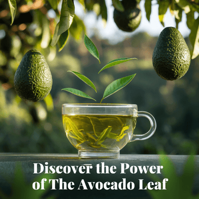 Alternative version of 2 pack Avocado Natural Leaf