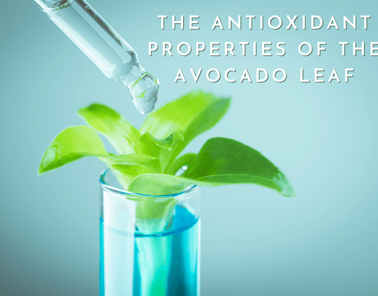 A 2015 study reveals the antioxidant properties of the avocado leaf