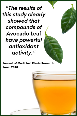 Antioxidant Activity in Avocado Leaf
