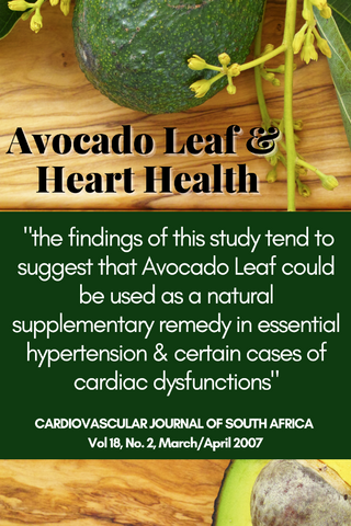 Heart Health & the Avocado Leaf
