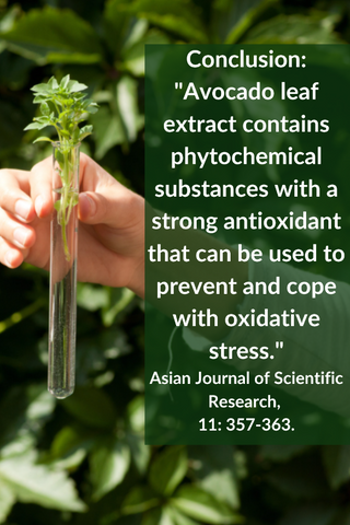 2018 Study On Antioxidant activity of the Avocado Leaf