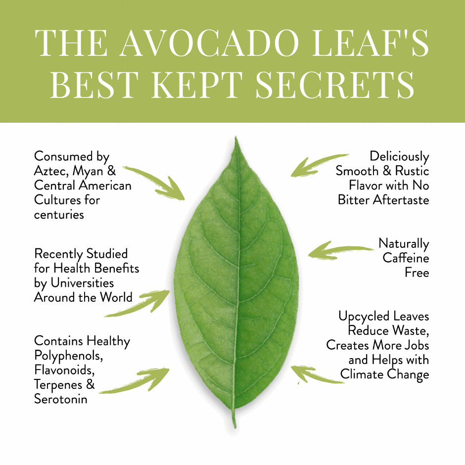 Avocado Leaf Chamomile Blend - Avocado Tea Co.