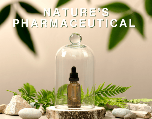 Avocado Leaf - Nature's Pharmaceutical