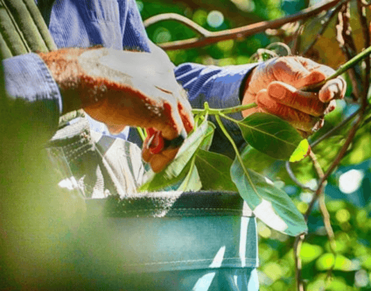 Avocado Leaf Tea - Hand Picked in Temecula California