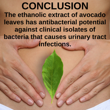 The effects of avocado leaf on UTI's