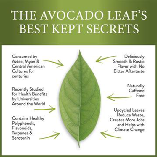 Healthy avocado leaf hojas de aguacate, healthy tea, naturally caffeine fee