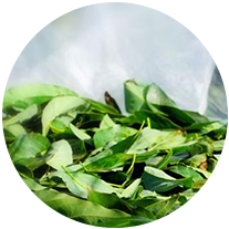 Avocado Tea Co.
