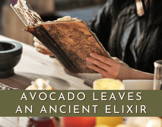 Discover the Ancient Elixir: Avocado Leaves in Aztec and Mayan Culture