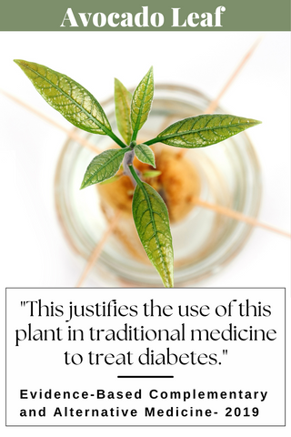 The Avocado Tree- A Potential Plant for Diabetes Treatment