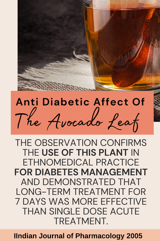 Can Avocado Leaf Help Regulate Blood Glucose Levels?