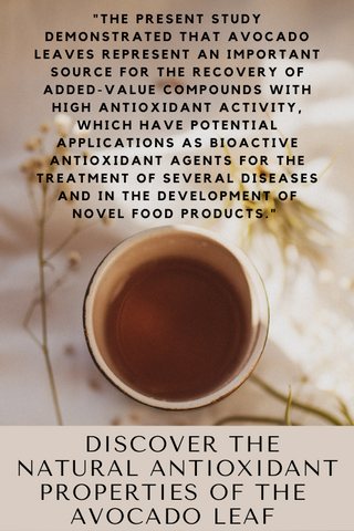 Avocado Leaf, An Antioxidant Game Changer for Pharmaceutical Industry