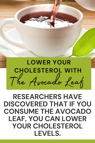 Avocado Leaf Vs. Lipitor for Cholesterol
