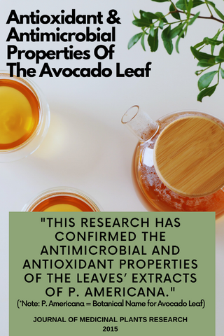A 2015 study reveals the antioxidant properties of the avocado leaf
