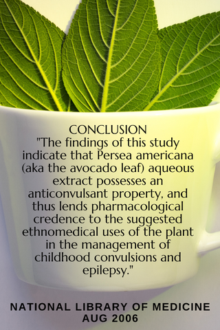 Epilepsy & The Avocado Leaf