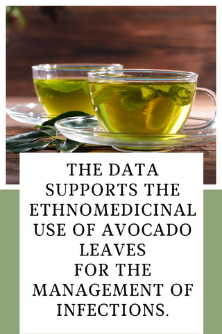Infections & The Avocado Leaf - A 2015 Study