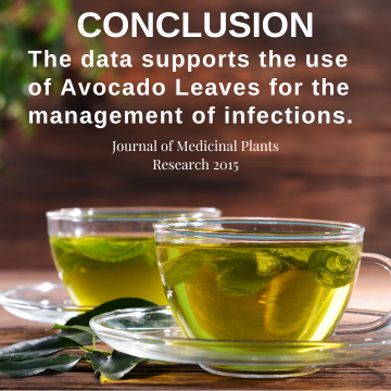 Infections & The Avocado Leaf - A 2015 Study