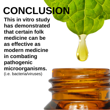 Avocado Leaves as Natural Antibiotics: Newly released 2023 Research