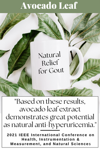 Gout & Avocado Leaf