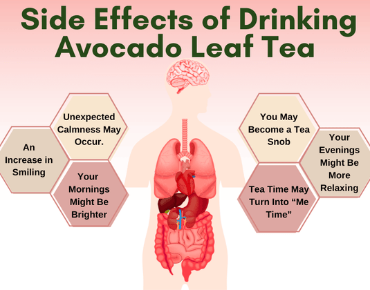 The Surprising Side Effects of Avocado Leaf Tea